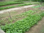 vegetable gardens