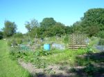 12 By the allotments