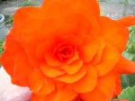 Begonia