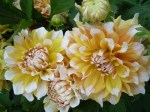 Dahlias