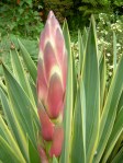 Yucca