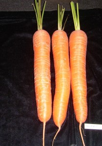 THREE CARROTS, stump rooted, tops trimmed to approx 76mm