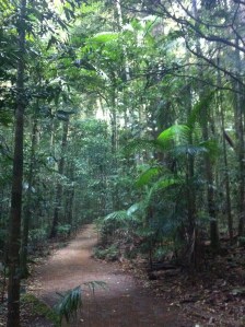 Rainforest walks