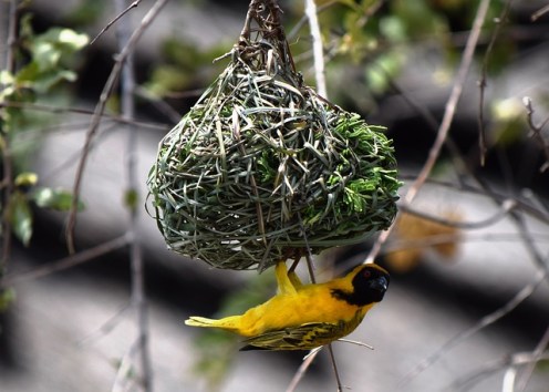 social-masked-weaver-2048459_640